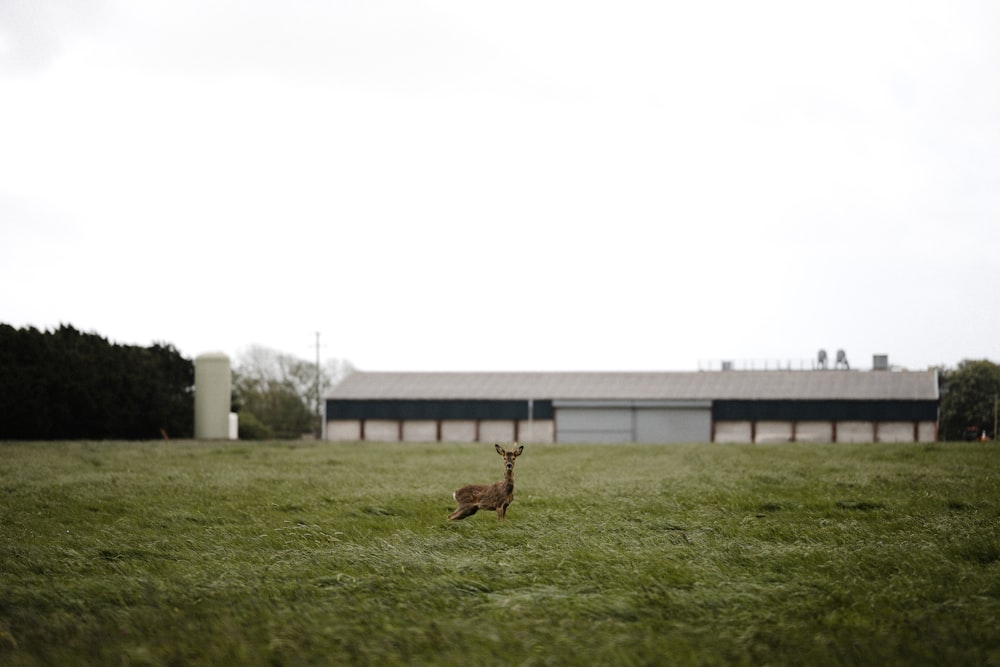 brown horse on green grass field during daytime