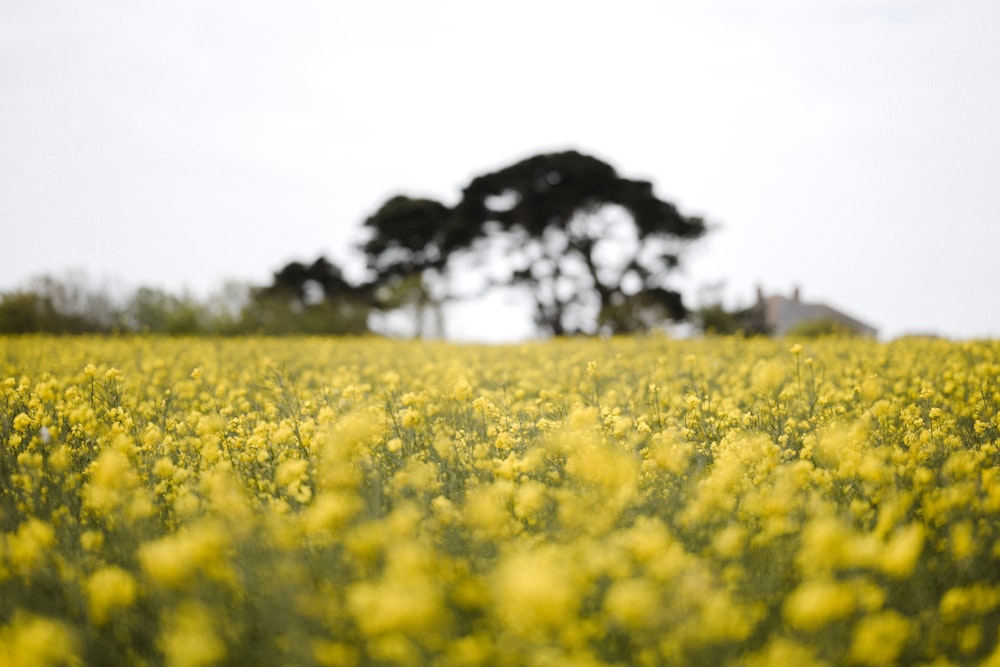 yellow flower field during daytime