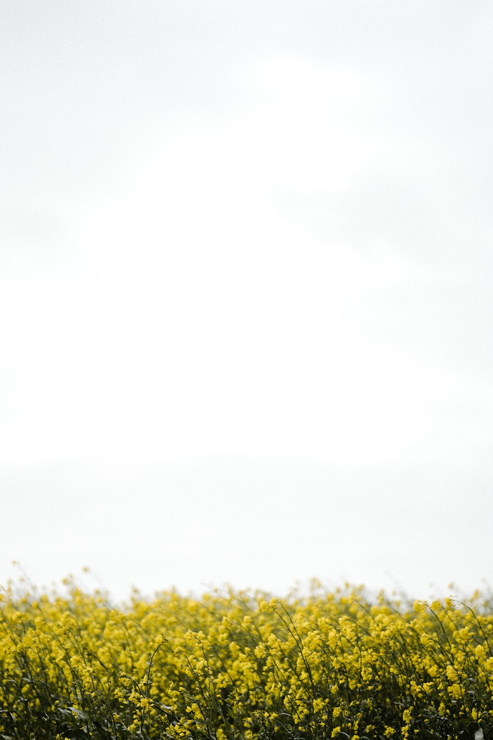 green grass field under white sky during daytime