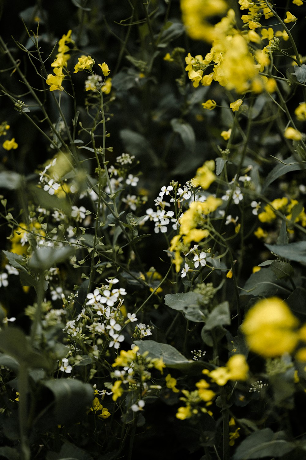 yellow flowers with green leaves