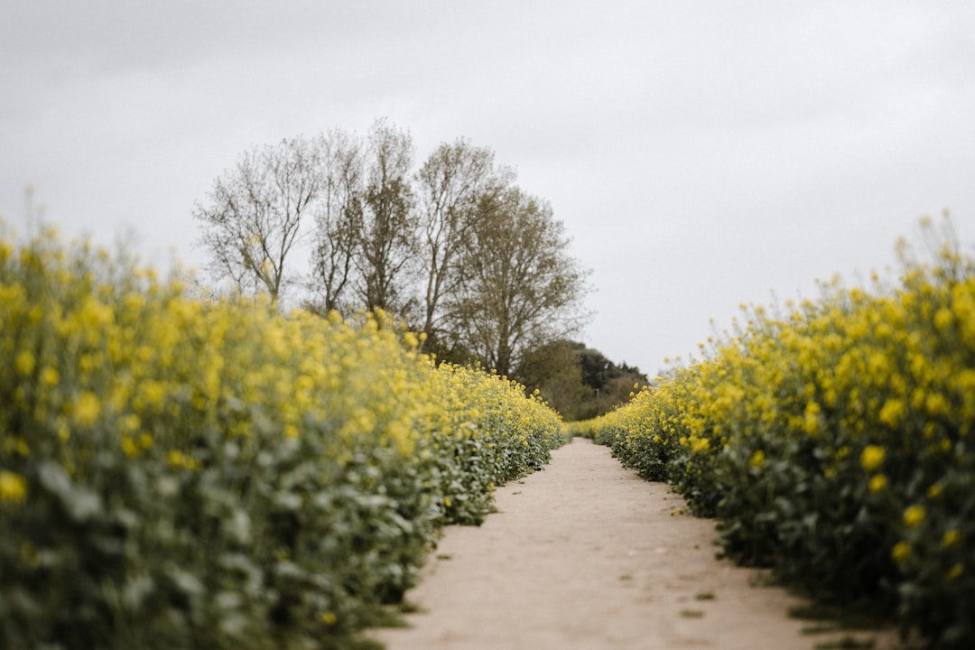 green trees and yellow flowers during daytime