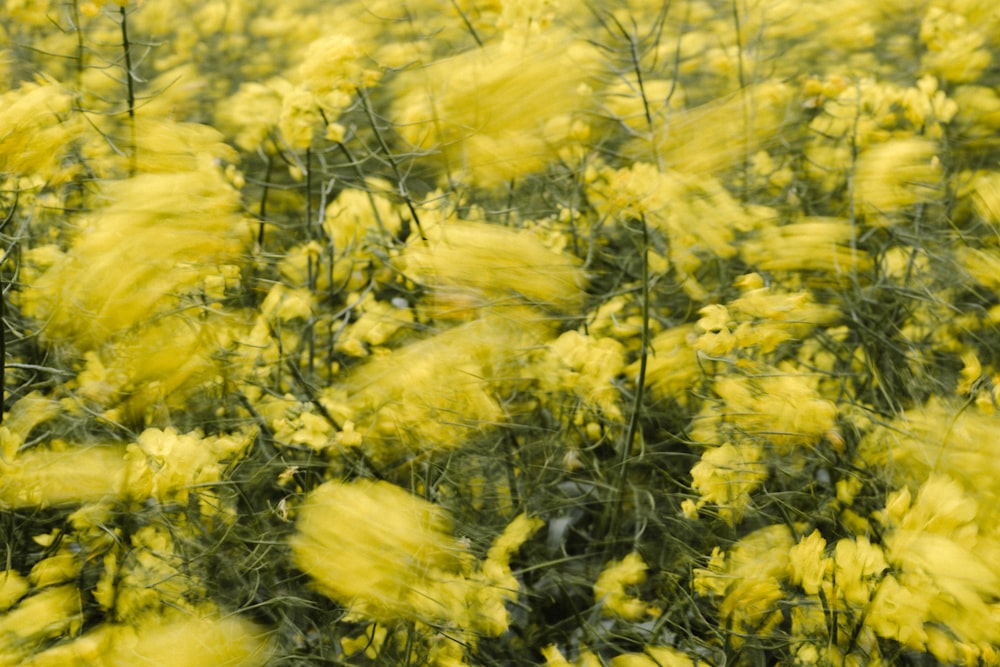 yellow flower field during daytime