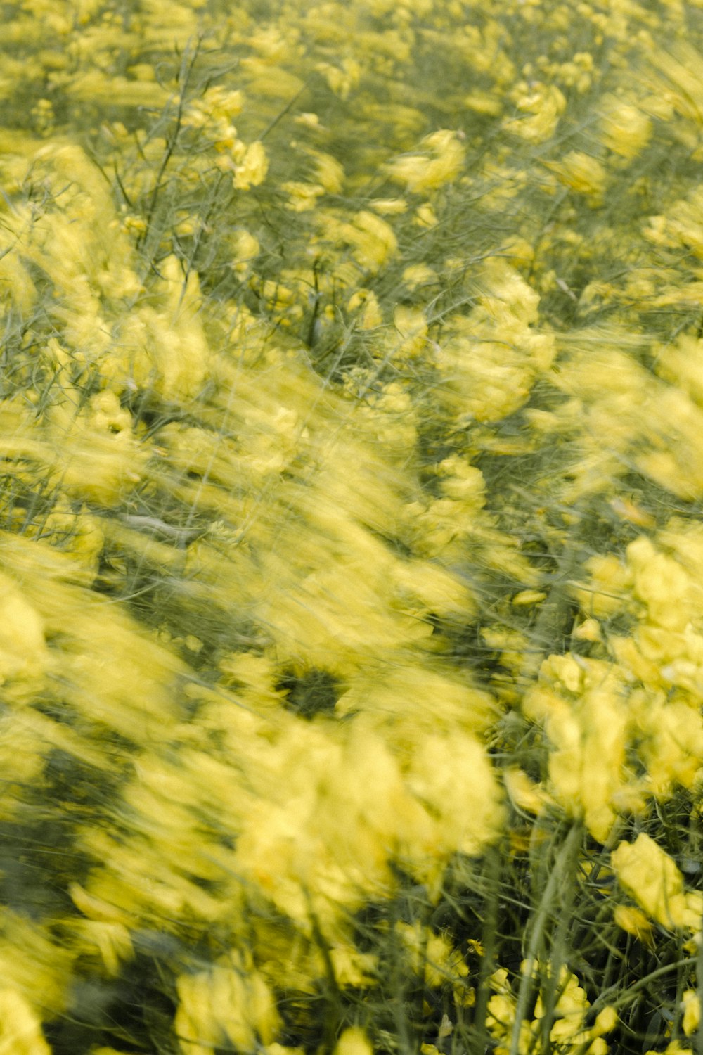 campo de flores amarillas y verdes
