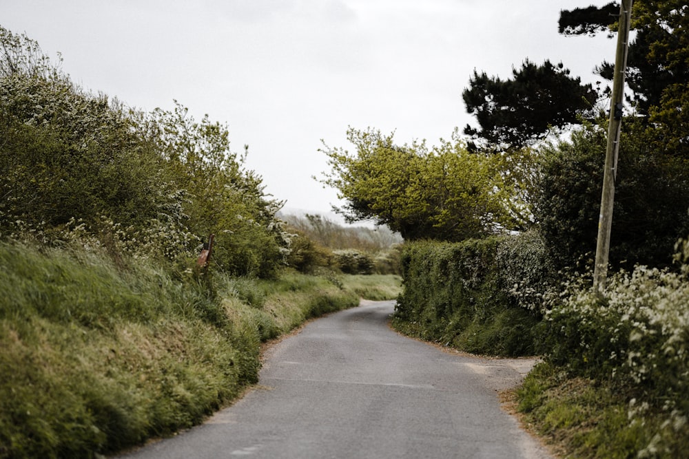 gray concrete road between green trees during daytime