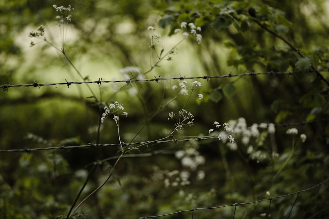 white flower with green leaves