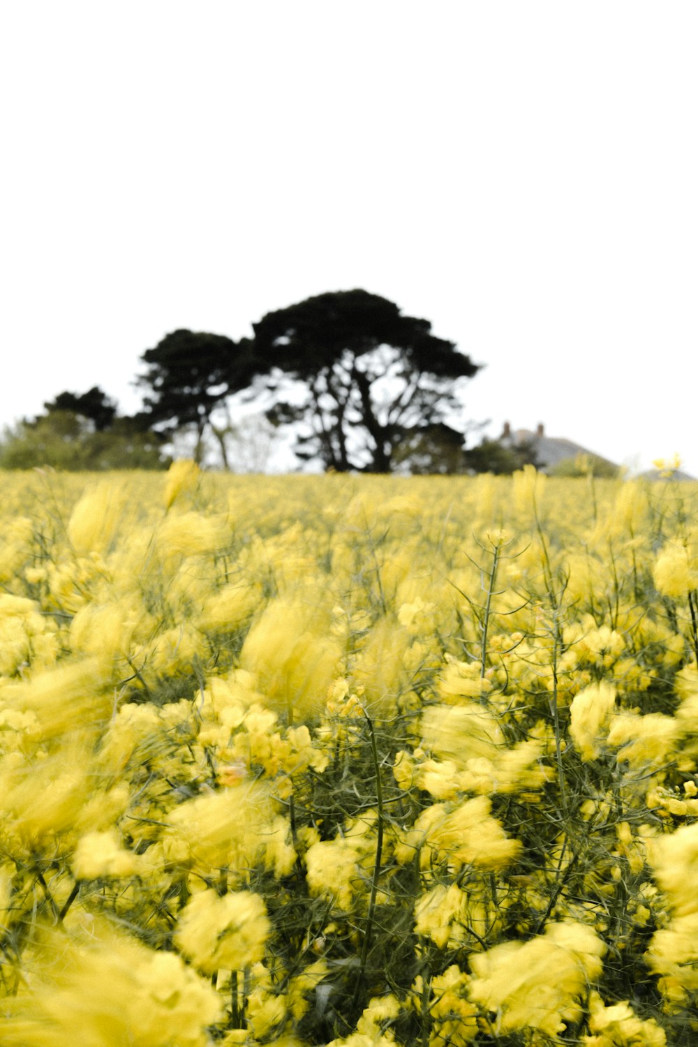 campo de flores amarillas durante el día