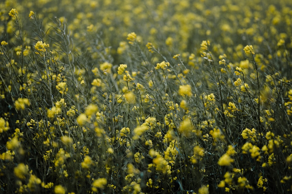 yellow flower field during daytime