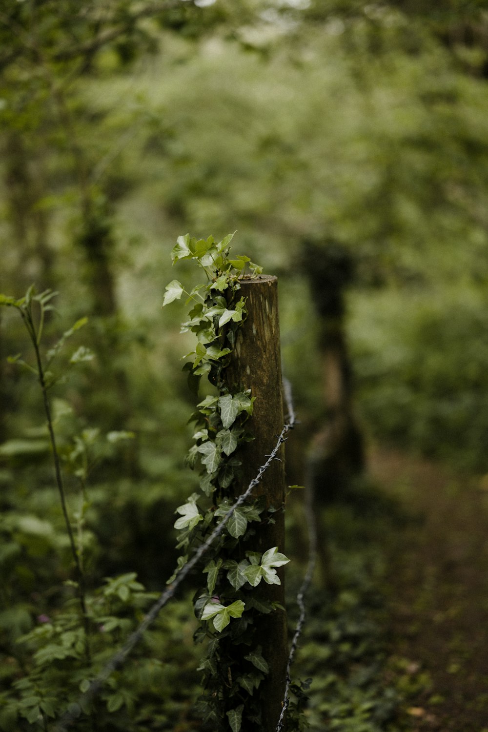 green plant on brown wooden post