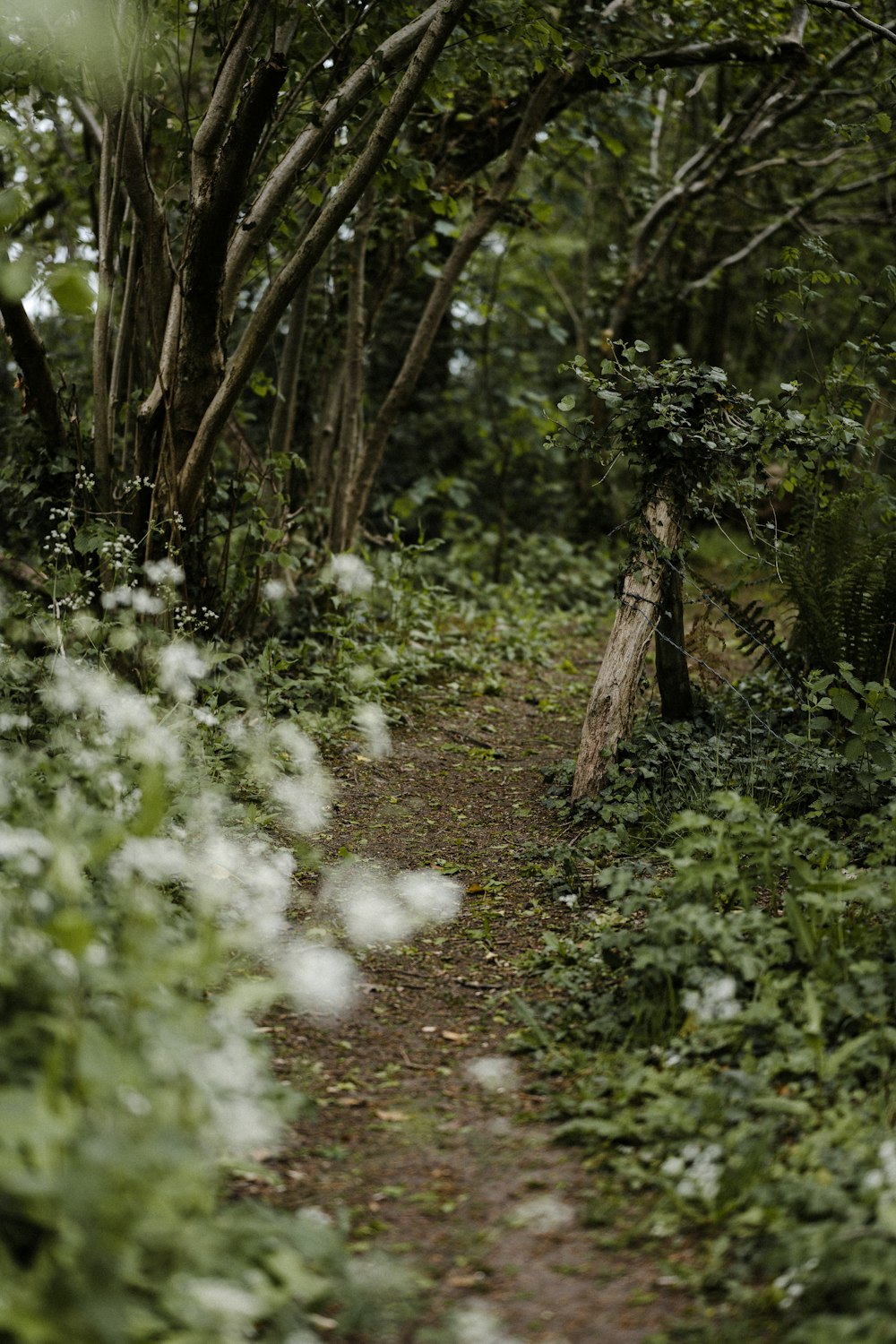숲속의 하얀 꽃