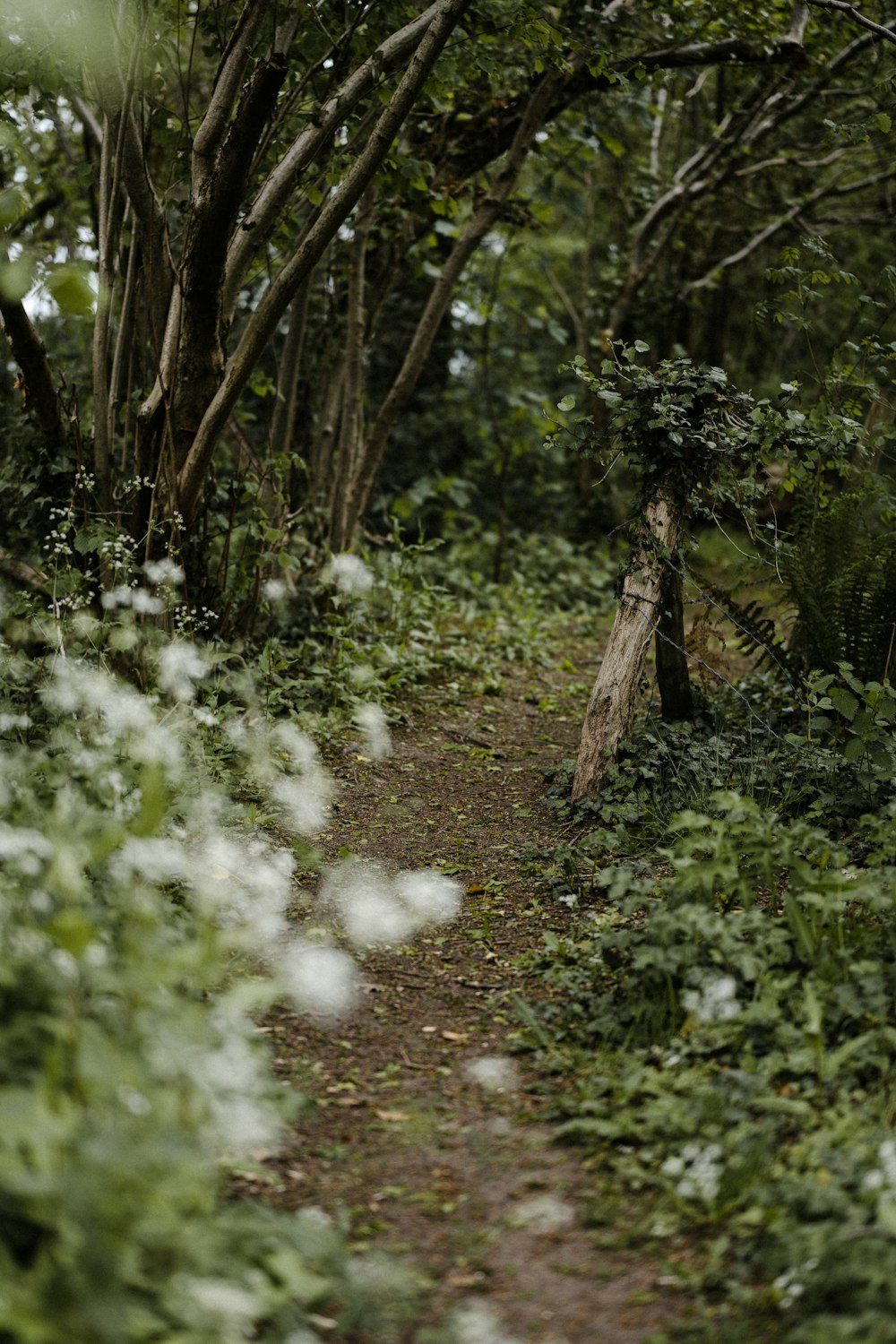 white flowers in the woods