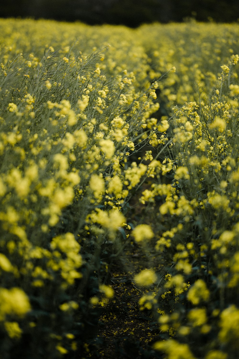 yellow flower field during daytime