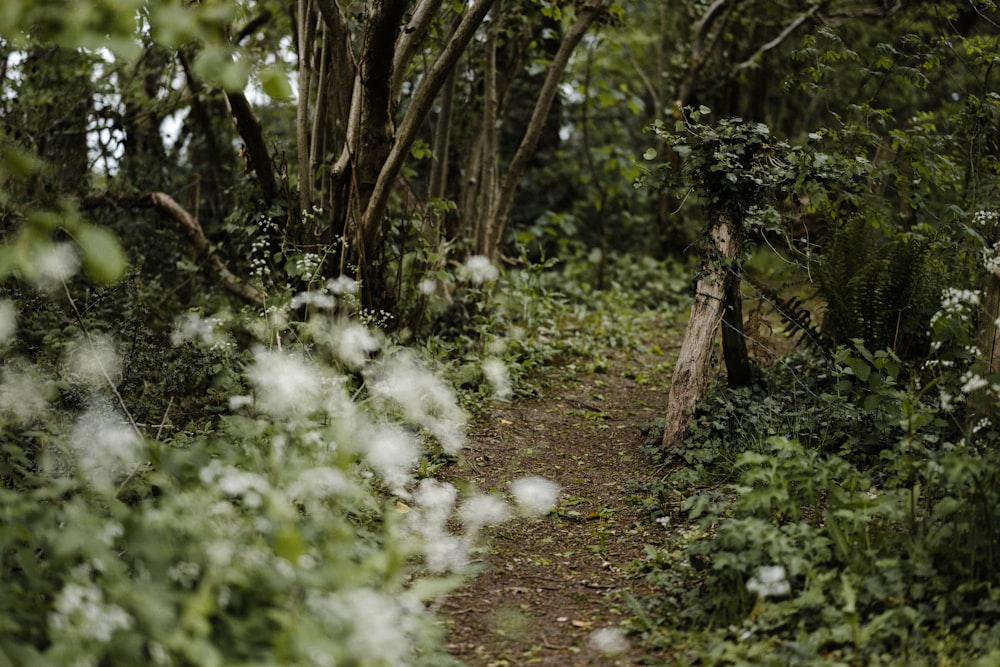 green trees and white flowers