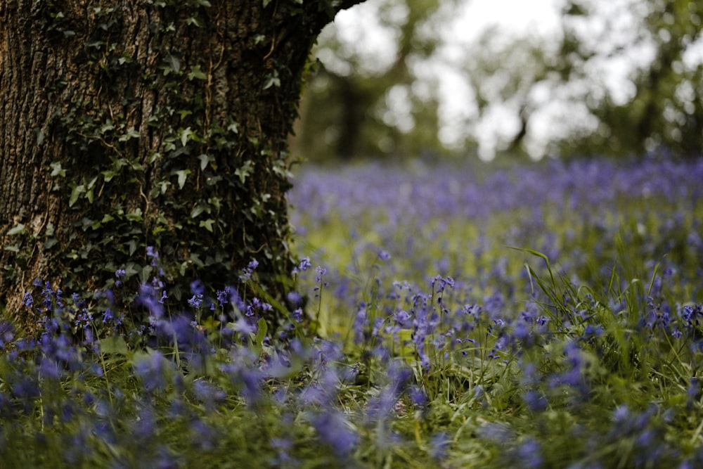 purple flower field during daytime