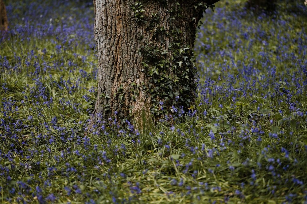 brown tree trunk surrounded by green grass