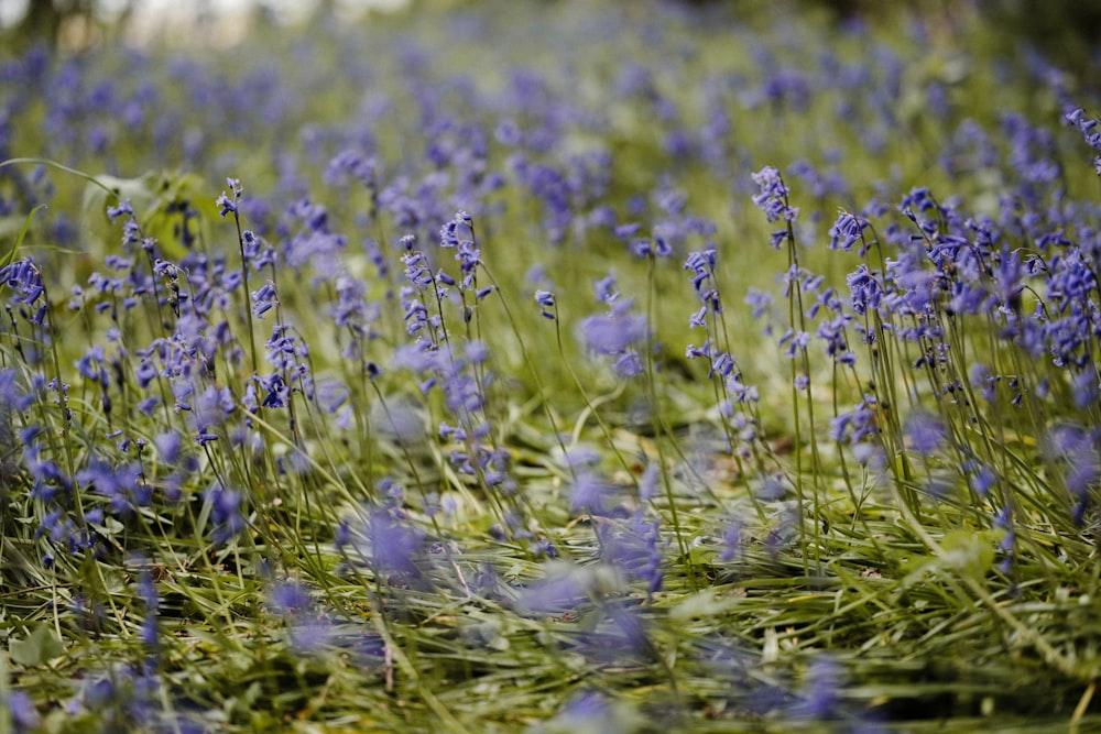 purple flower field during daytime