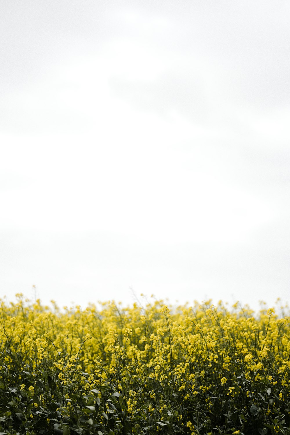 green grass field under white sky during daytime