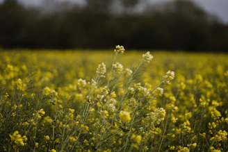 yellow flower field during daytime