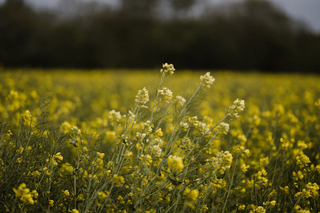 yellow flower field during daytime