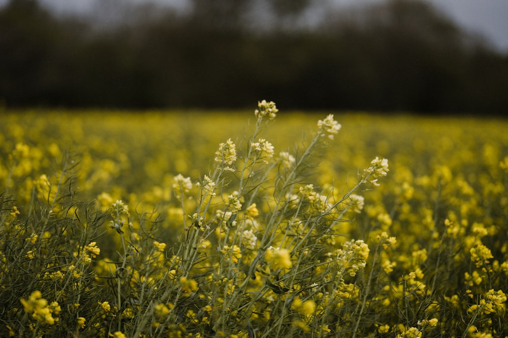 yellow flower field during daytime