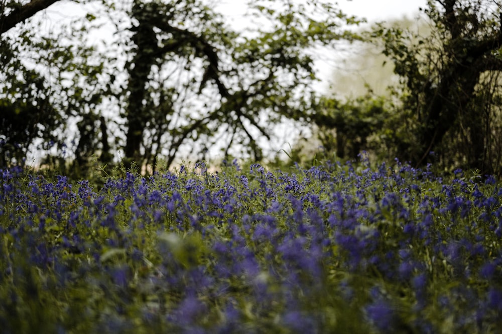 purple flower field during daytime