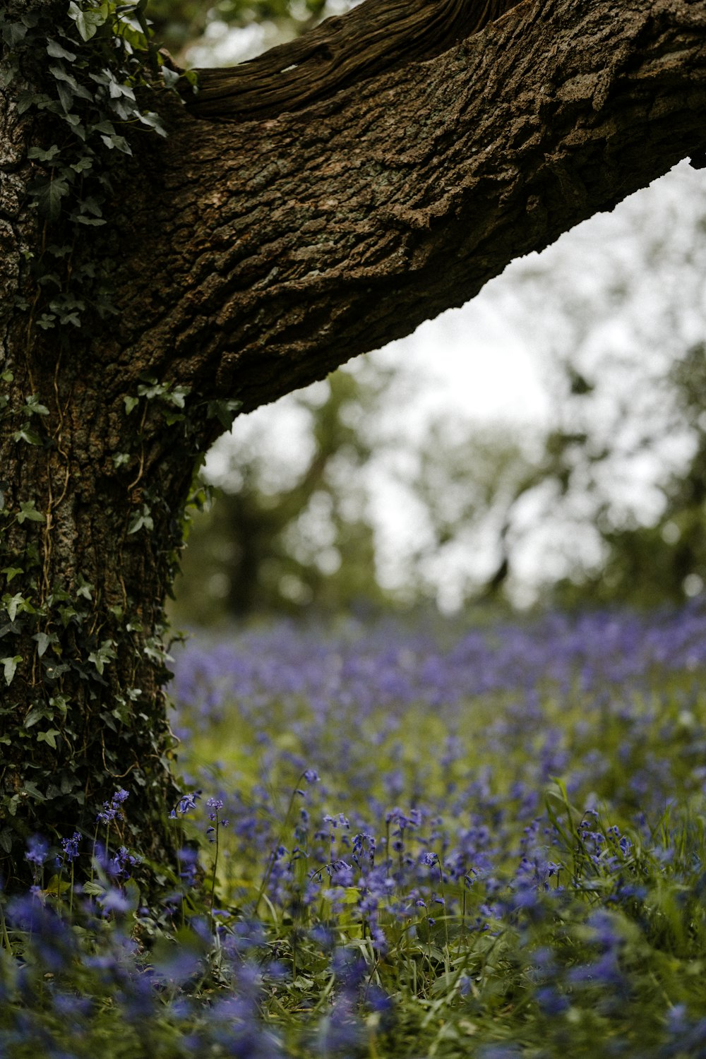 campo de flores moradas durante el día