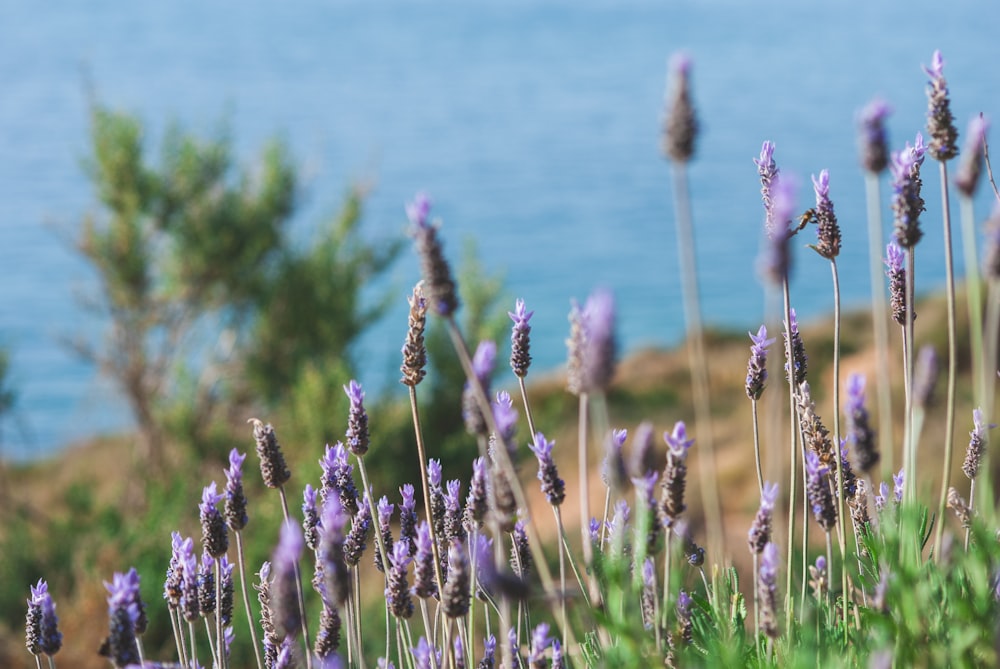 purple flower field near body of water during daytime