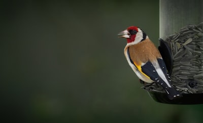 yellow black and white bird