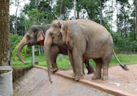 Two elephants are walking side by side on a pathway in a naturalistic enclosure surrounded by lush green trees and foliage.