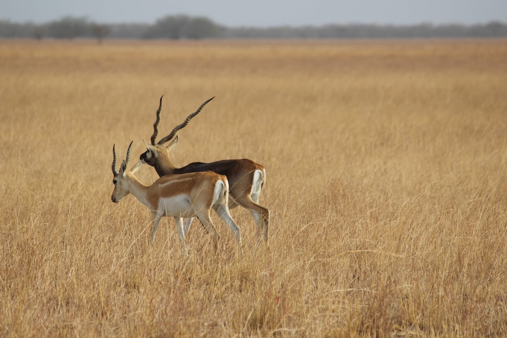 brown and white deer on brown grass field during daytime