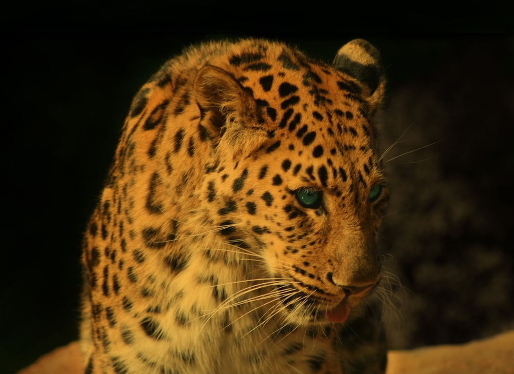 brown and black leopard in black background