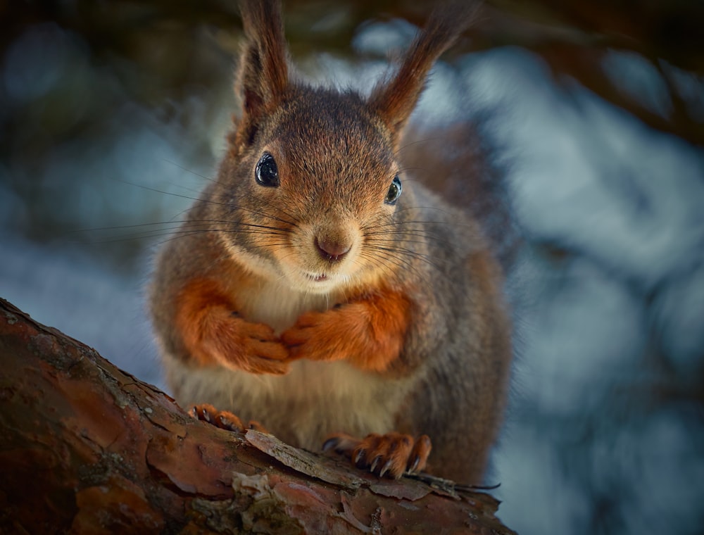 brown squirrel on brown tree branch during daytime