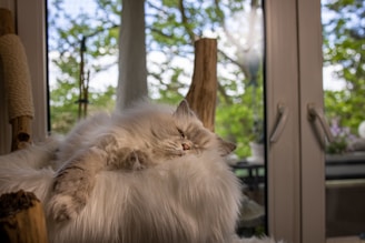 A fluffy cat is lounging comfortably on a plush, white fur-lined platform, partially shaded by a cat tree post. The background reveals a window showcasing a lush, green outdoor scene with tree branches and leaves. Soft natural light filters through the branches, casting gentle shadows.