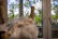 A cozy living room scene with a fluffy cat lounging contentedly on a modern cat tree by a sunlit window.