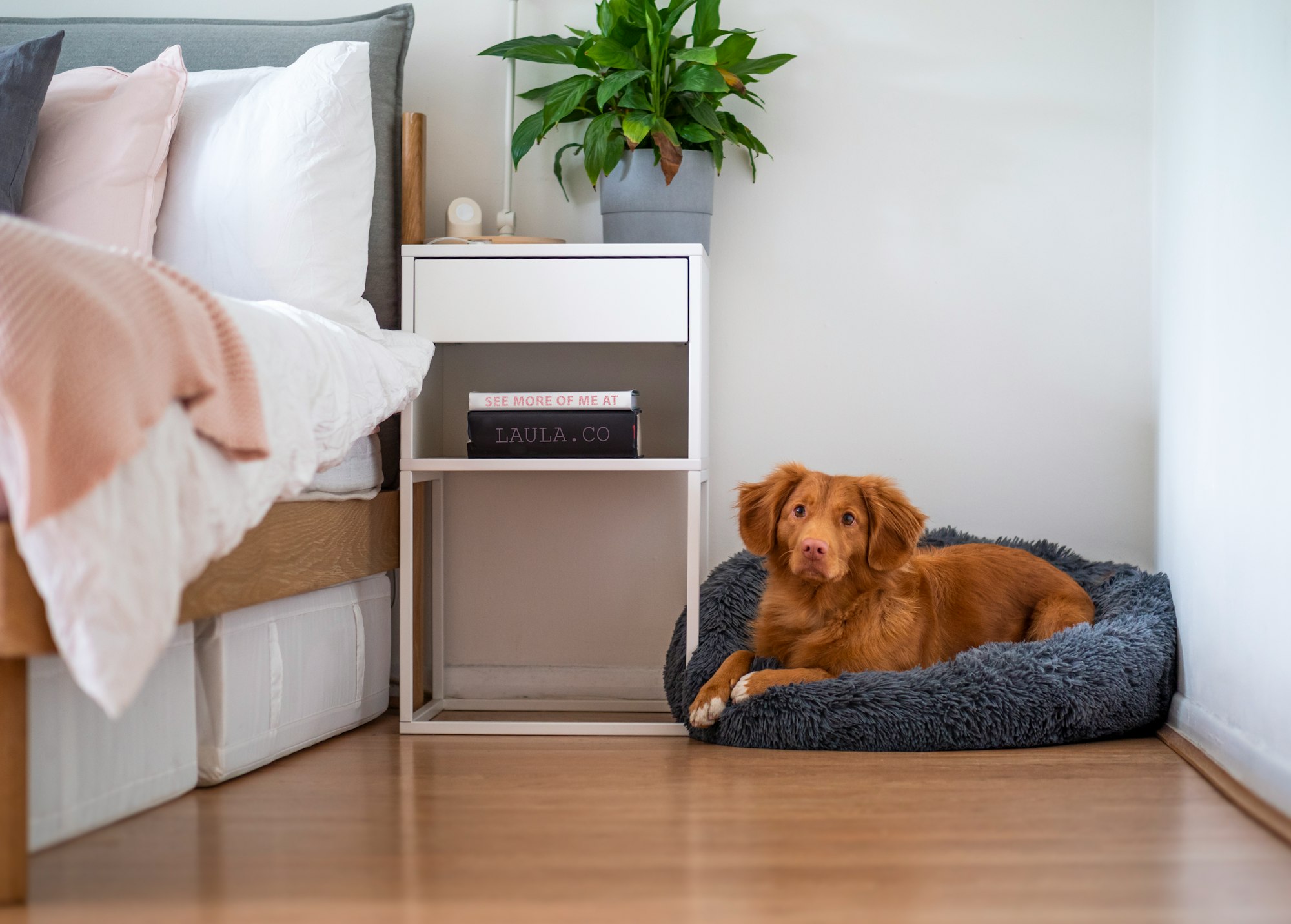 washable-dog-bed