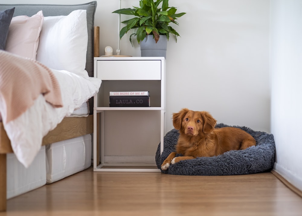 brauner kurzhaariger Hund liegt auf weißer Couch