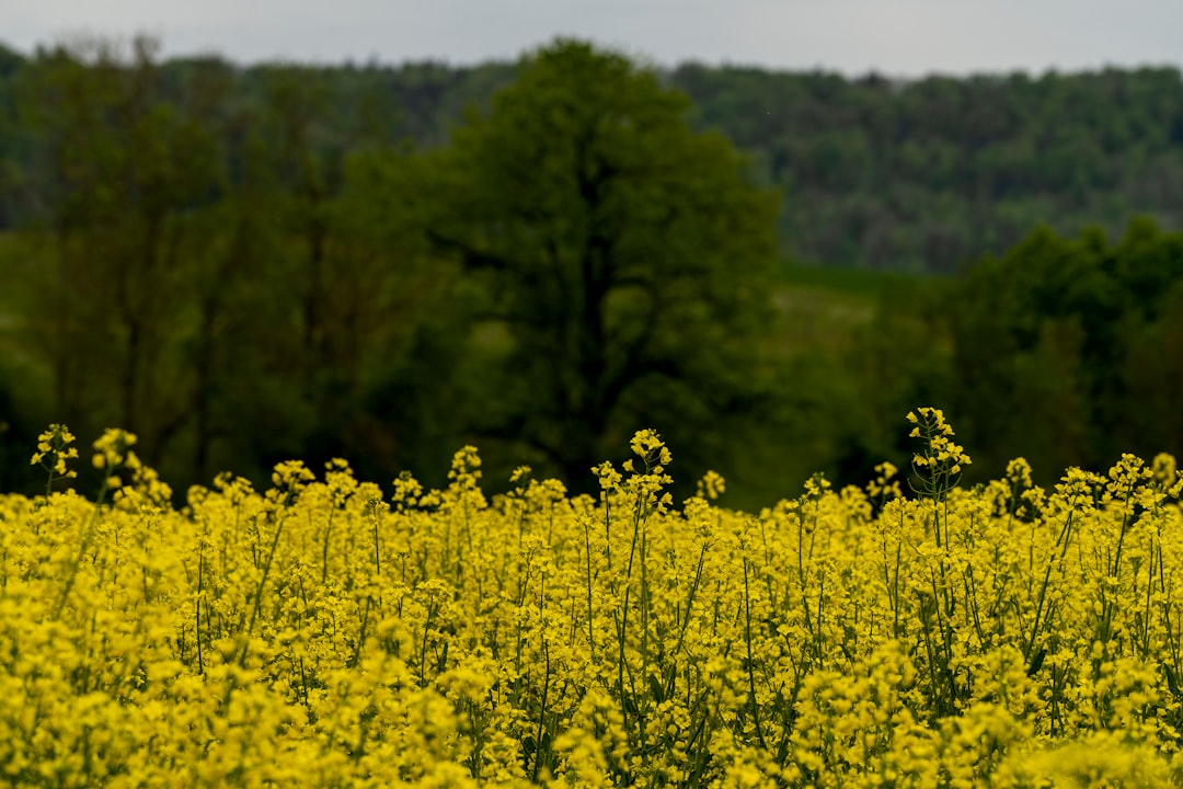 yellow flower field during daytime