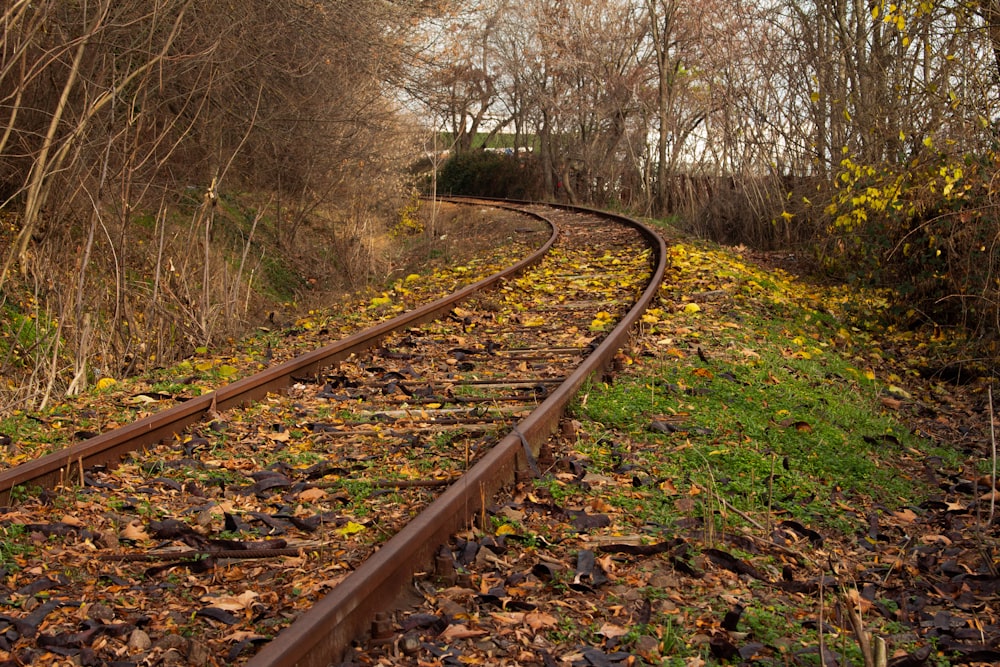 brown train rail surrounded by bare trees during daytime