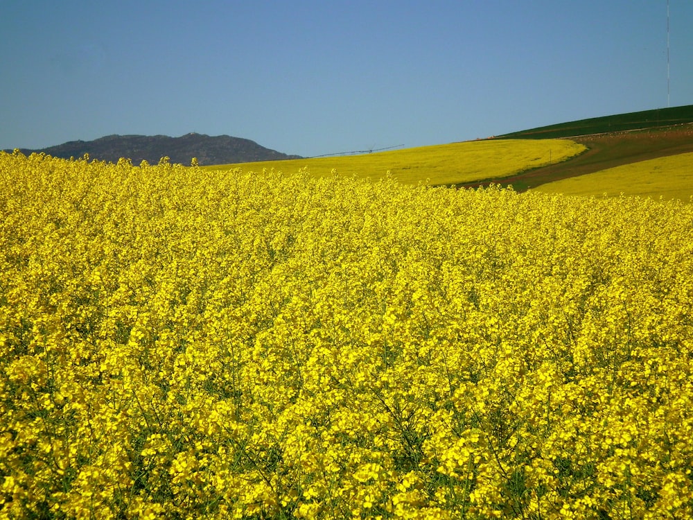 yellow flower field under blue sky during daytime