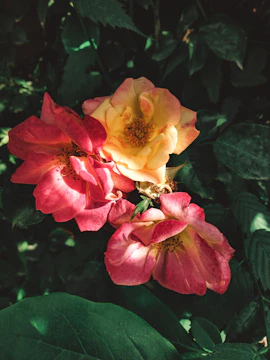 A colorful cluster of blooming flowers in soft sunlight.