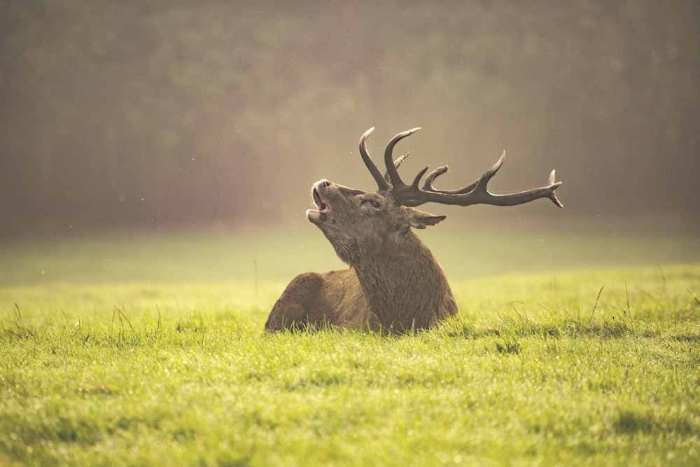 brown animal lying on green grass field