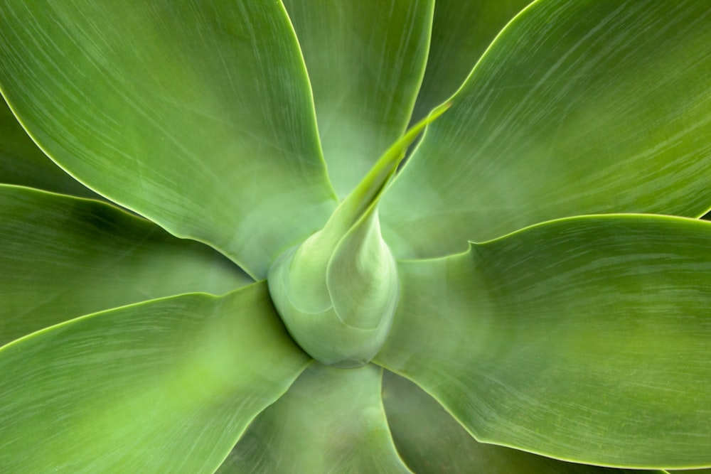 green leaf plant in close up photography