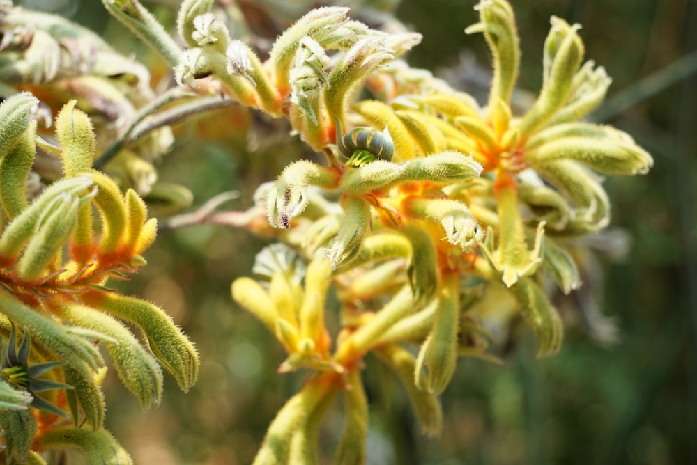 yellow and red flower in tilt shift lens