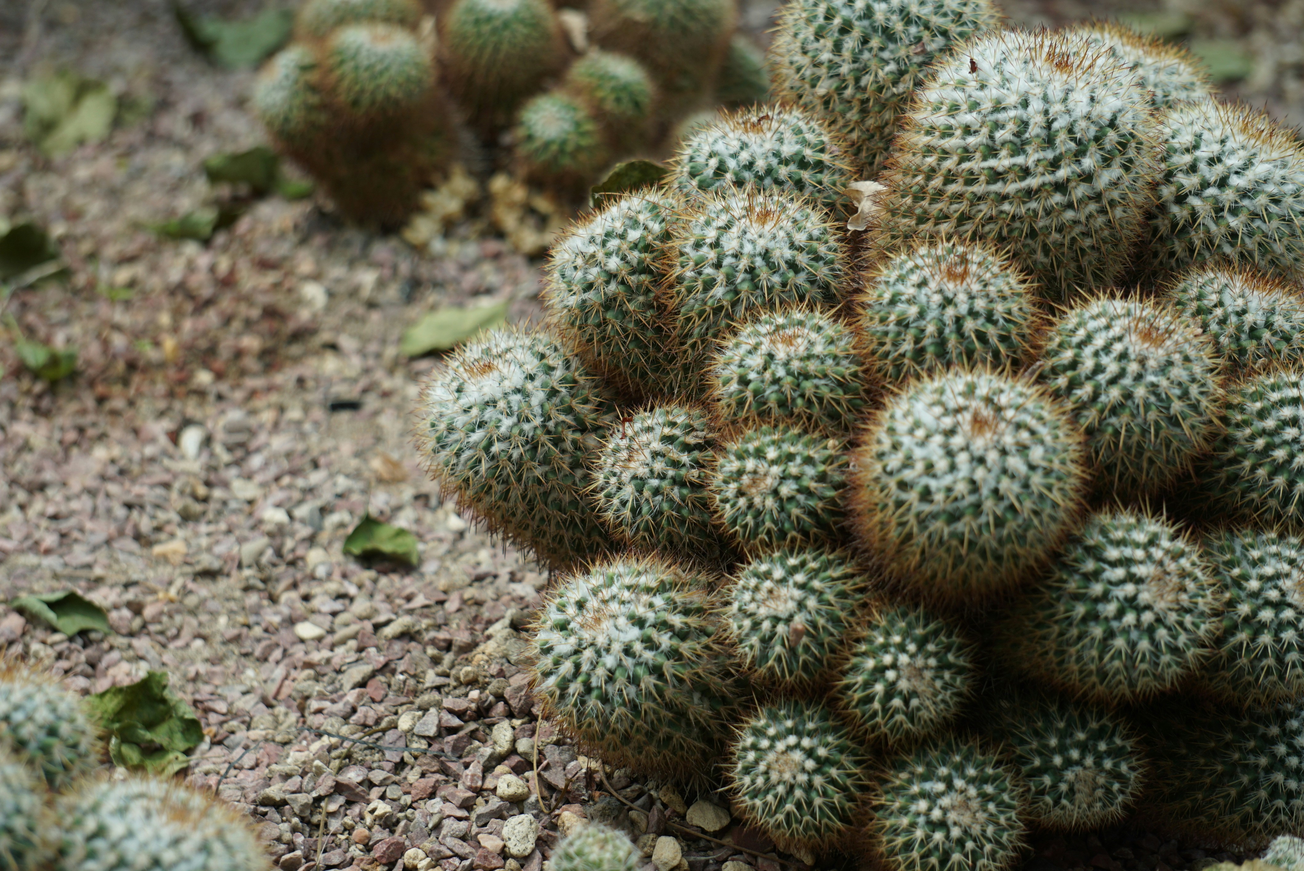 green cactus plant on brown soil