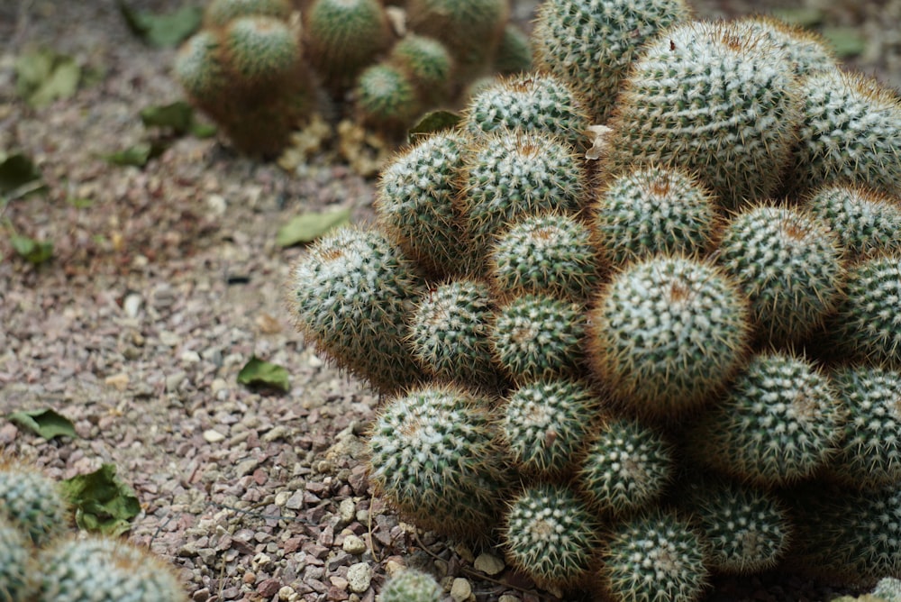 Pianta di cactus verde su terreno marrone