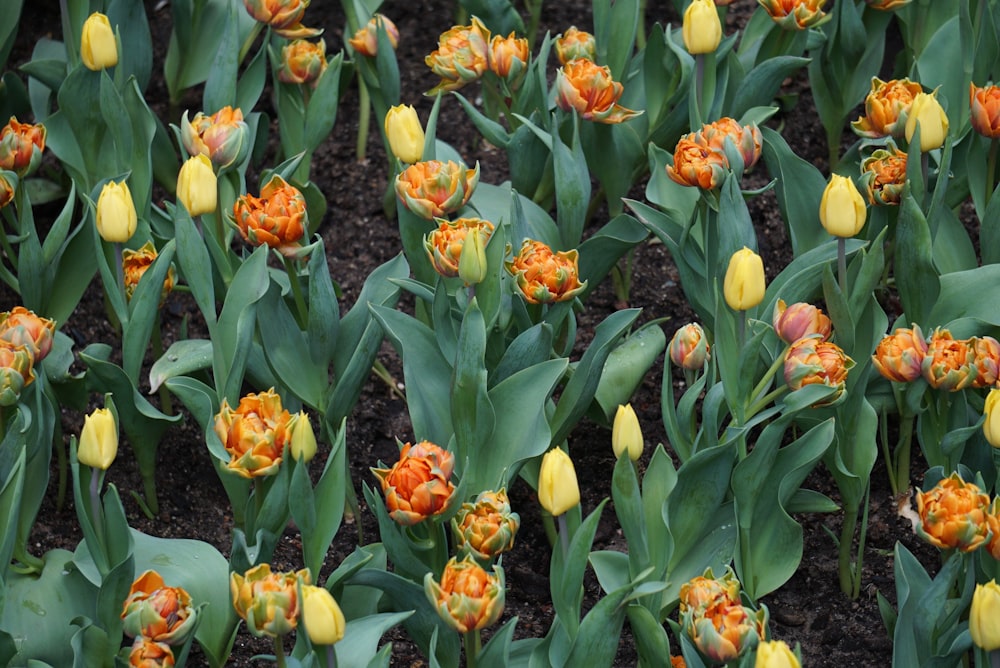 yellow tulips in bloom during daytime