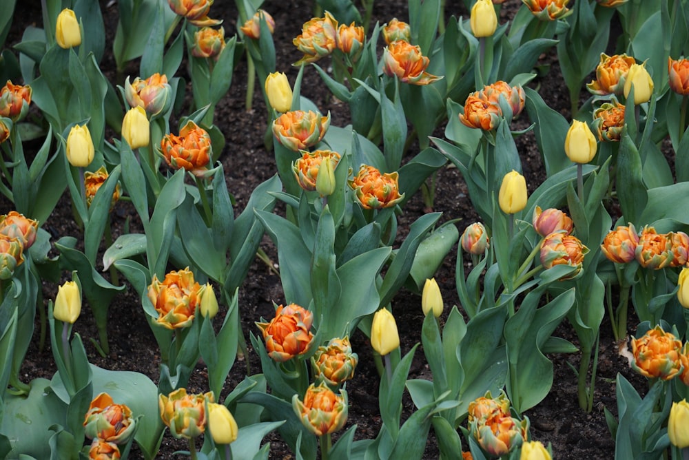 tulipes jaunes en fleurs pendant la journée