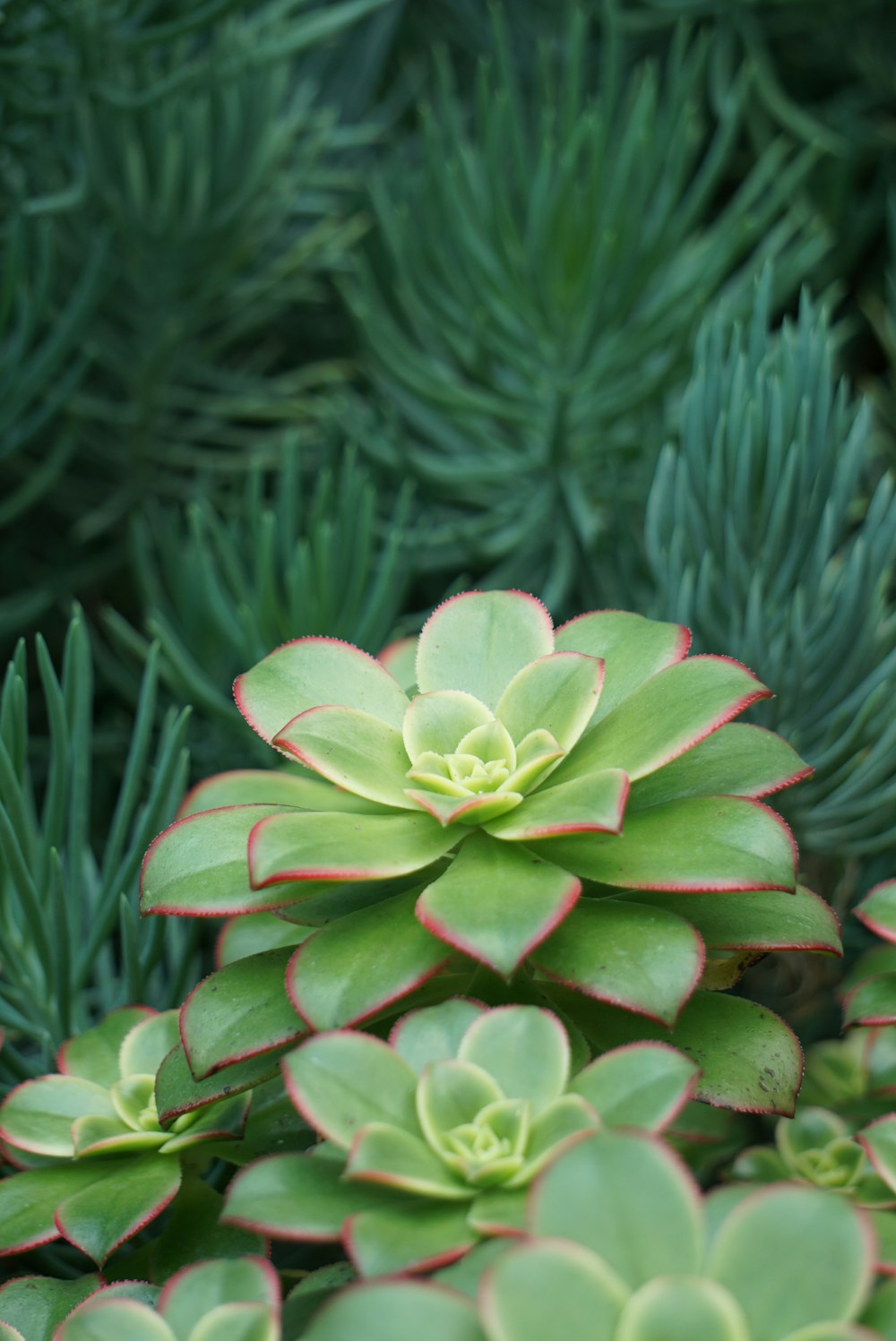 pianta succulenta rosa e verde