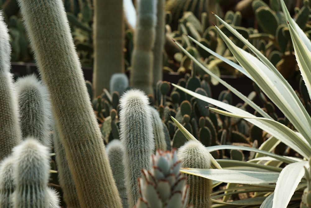 Pianta di cactus verde durante il giorno