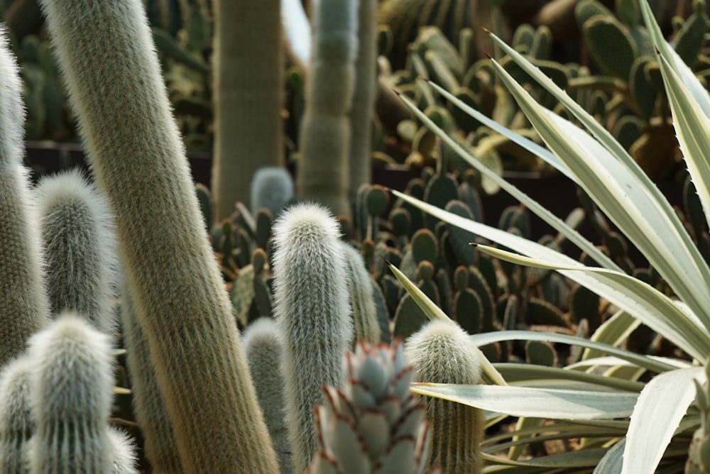 Plante de cactus vert pendant la journée