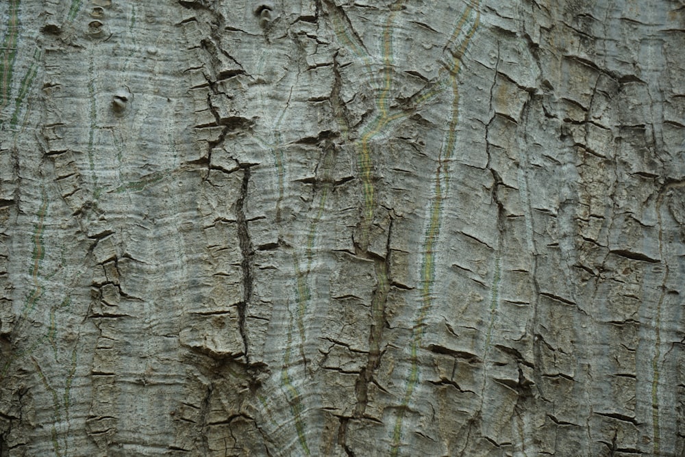 tronco de madera gris y negra